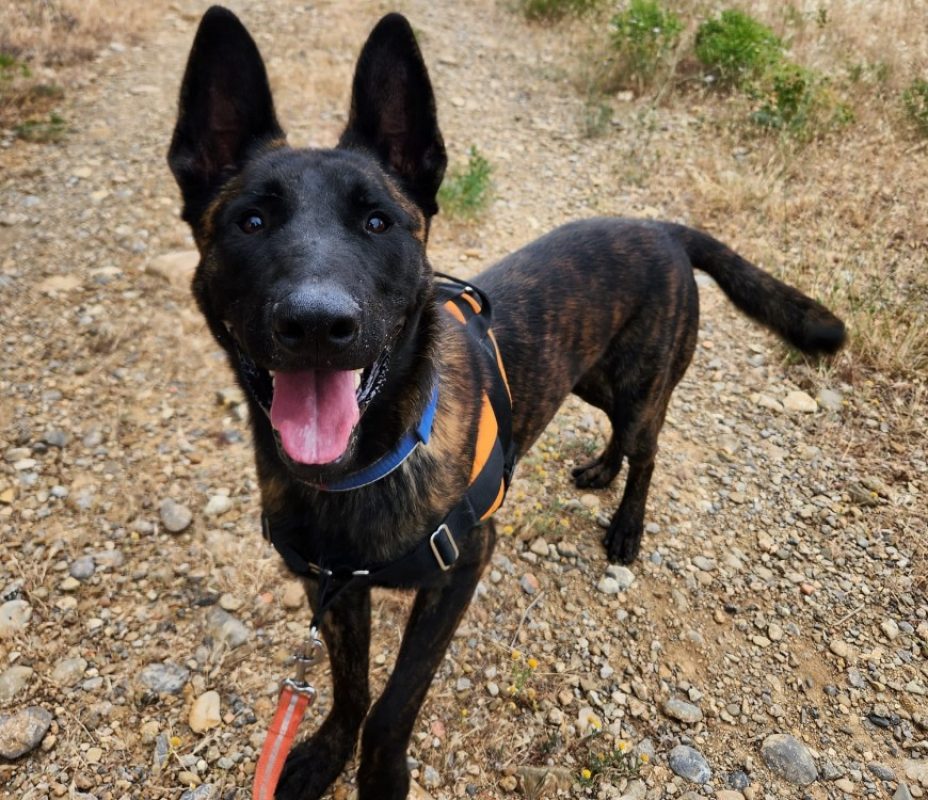 Alpha - Chien Berger Hollandais à adopter