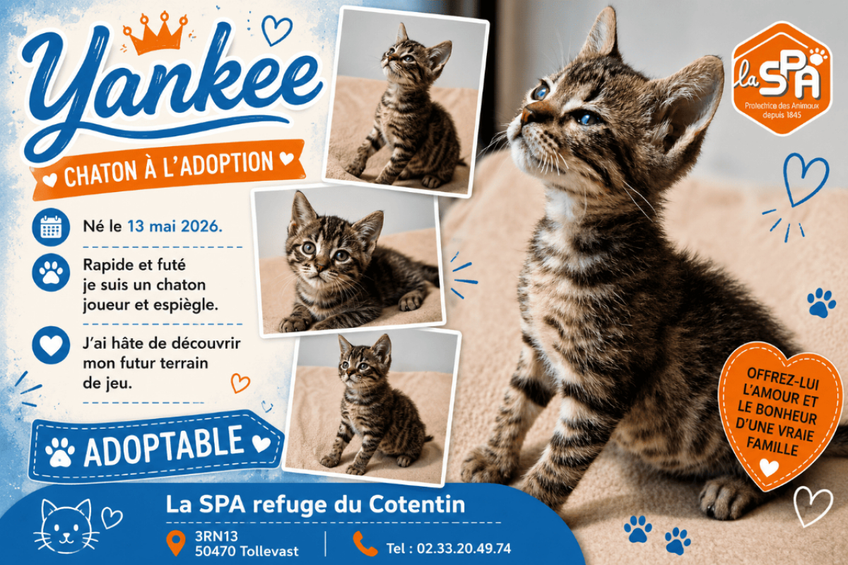 Photo de Yankee