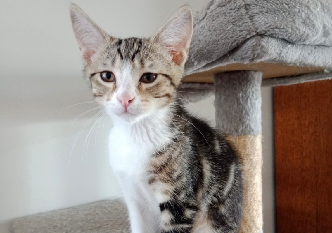 Photo de Cookie