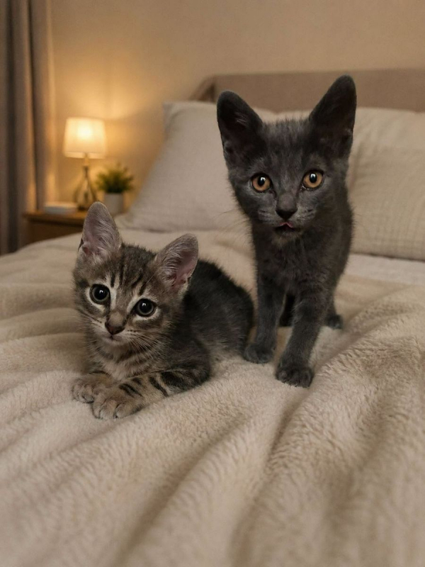 Photo de BAGHEERA ( à droite) 