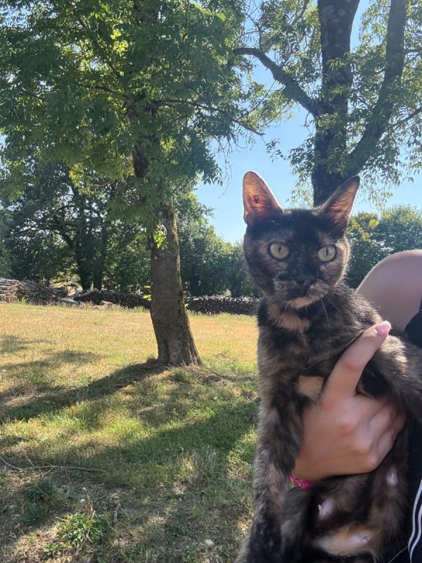 ALMA - Chat à adopter - photo 4