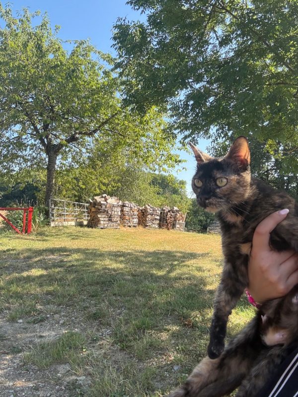 ALMA - Chat à adopter - photo 6