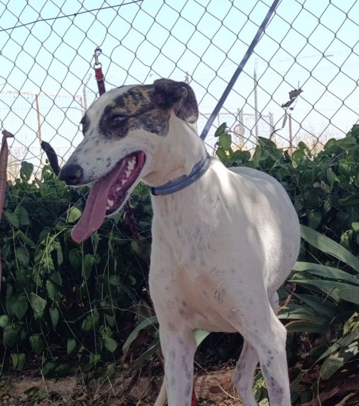 Photo #1 de Chelo