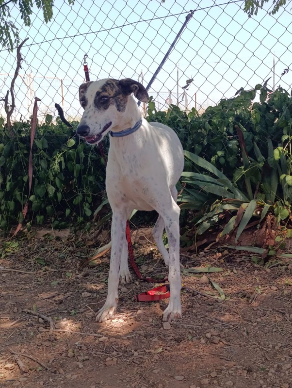 Photo #6 de Chelo