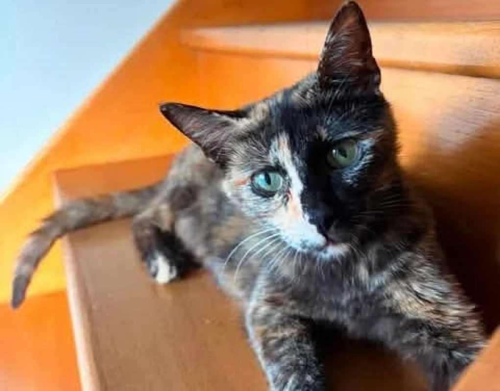 Lady - Chat Européen à adopter