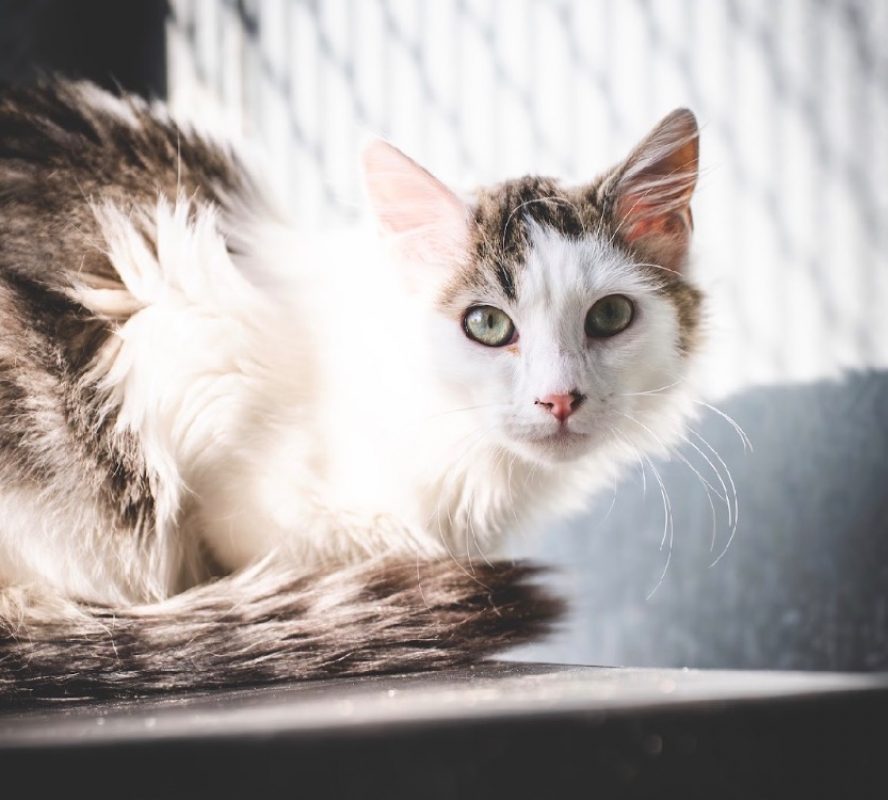 Aceituno - Chat Européen à adopter
