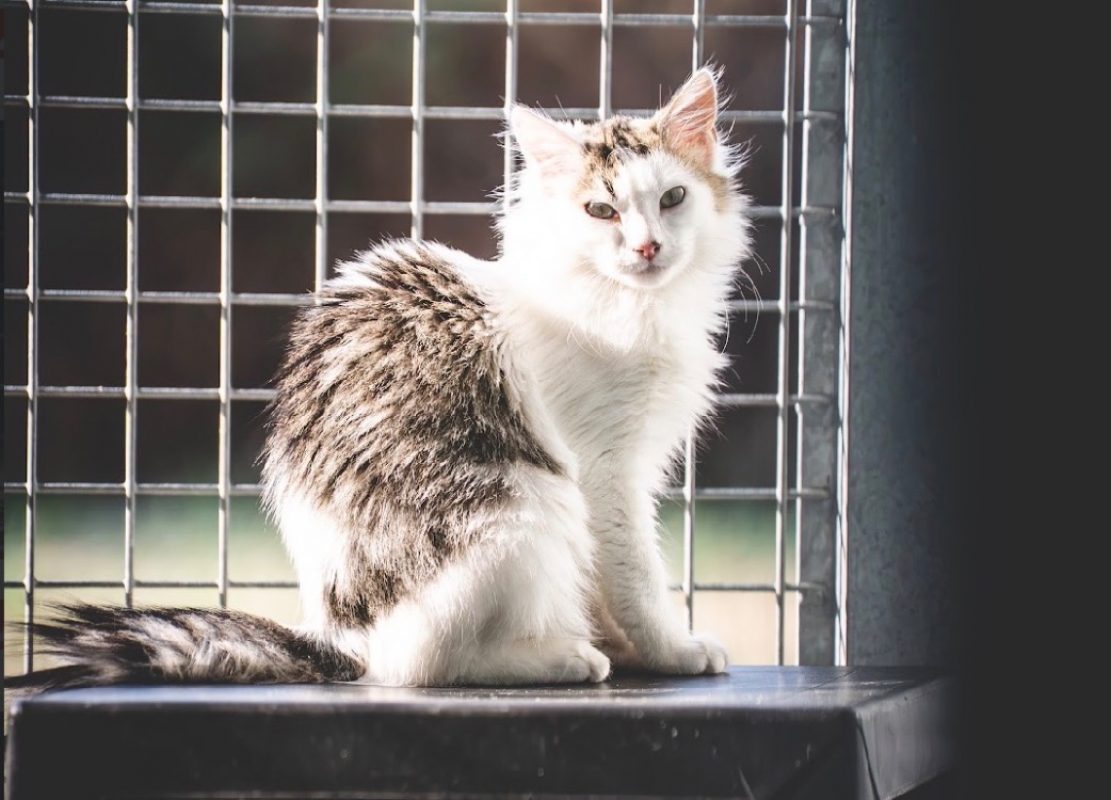 Aceituno - Chat Européen à adopter - photo 2