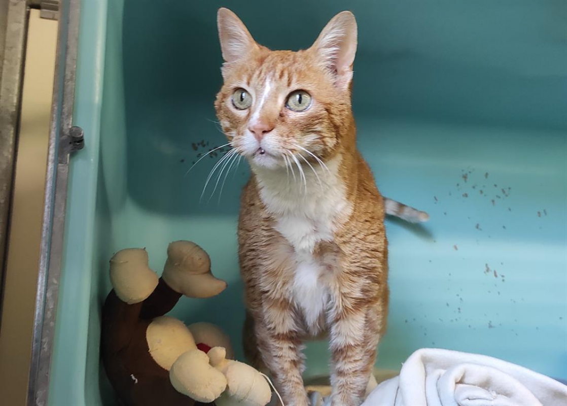 Photo #1 de Arlequine