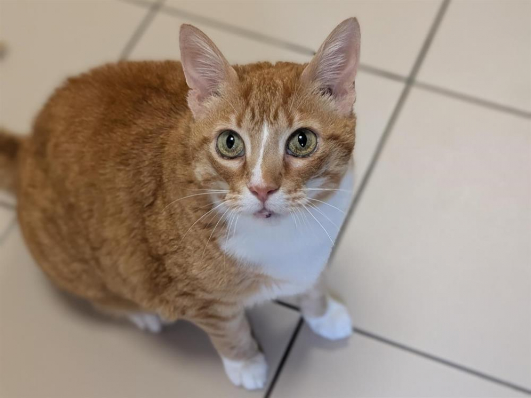 Photo #2 de Arlequine