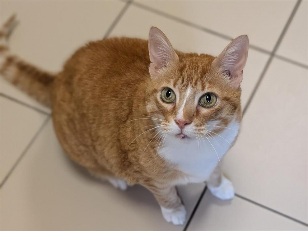 Photo #3 de Arlequine