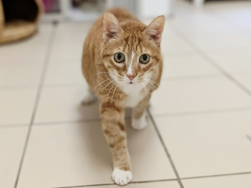 Photo #5 de Arlequine