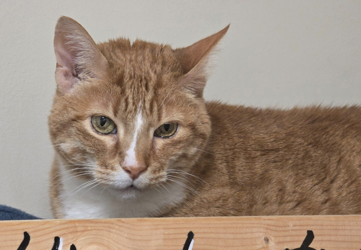 Photo #5 de Arlequine