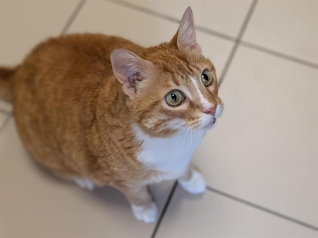 Photo #4 de Arlequine