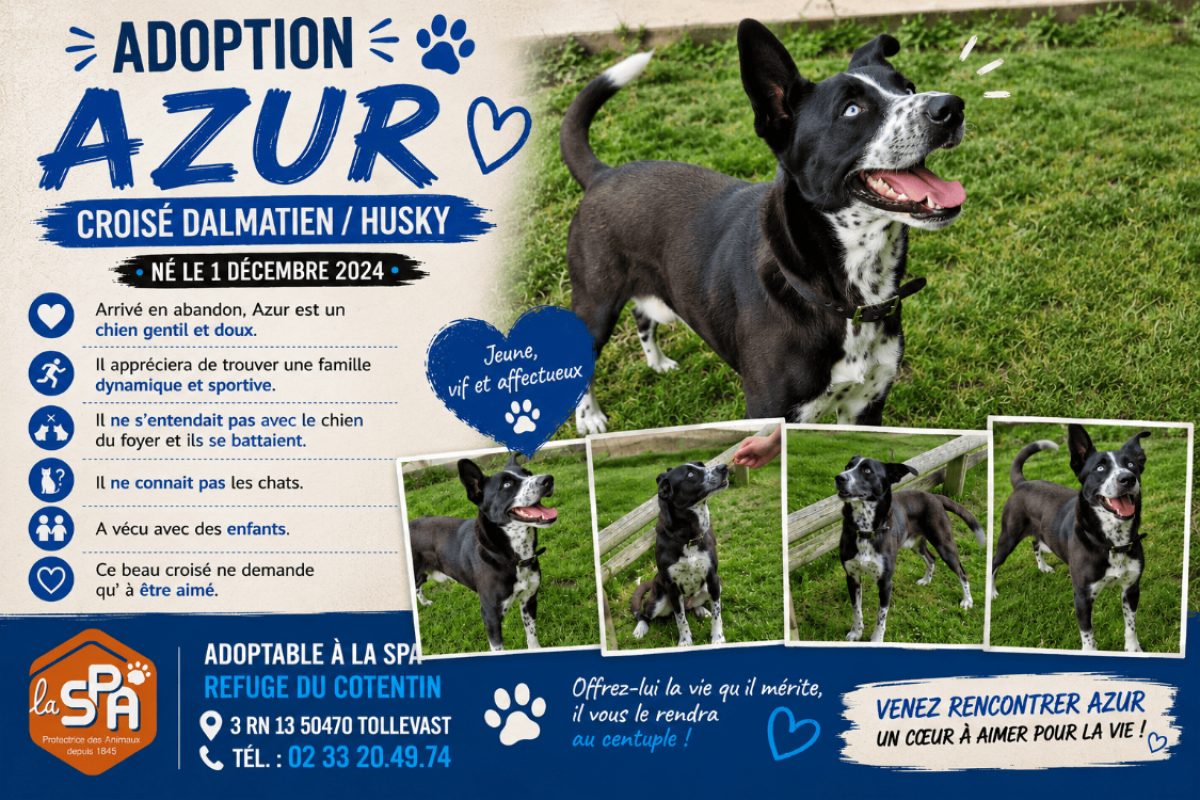 Azur - Chien à adopter