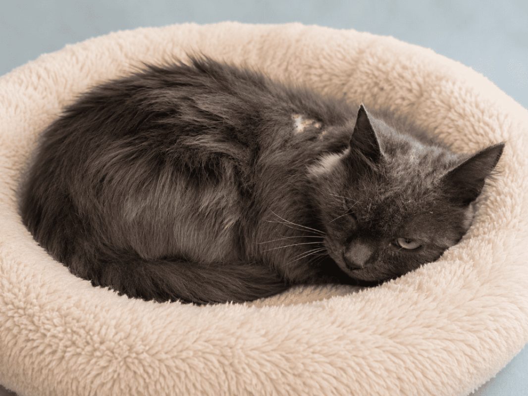 Dembele - Chat Européen à adopter
