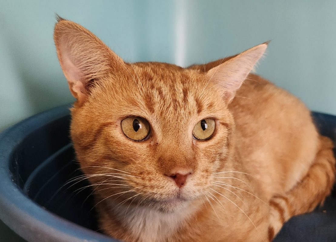 Mbappe - Chat Européen à adopter