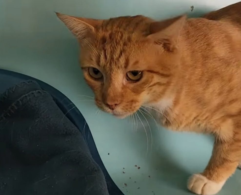Mbappe - Chat Européen à adopter - photo 2