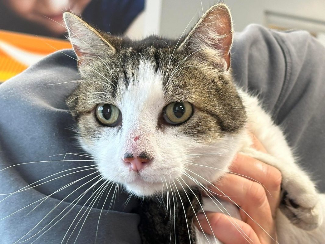 Clodio fiv+ - Chat Européen à adopter