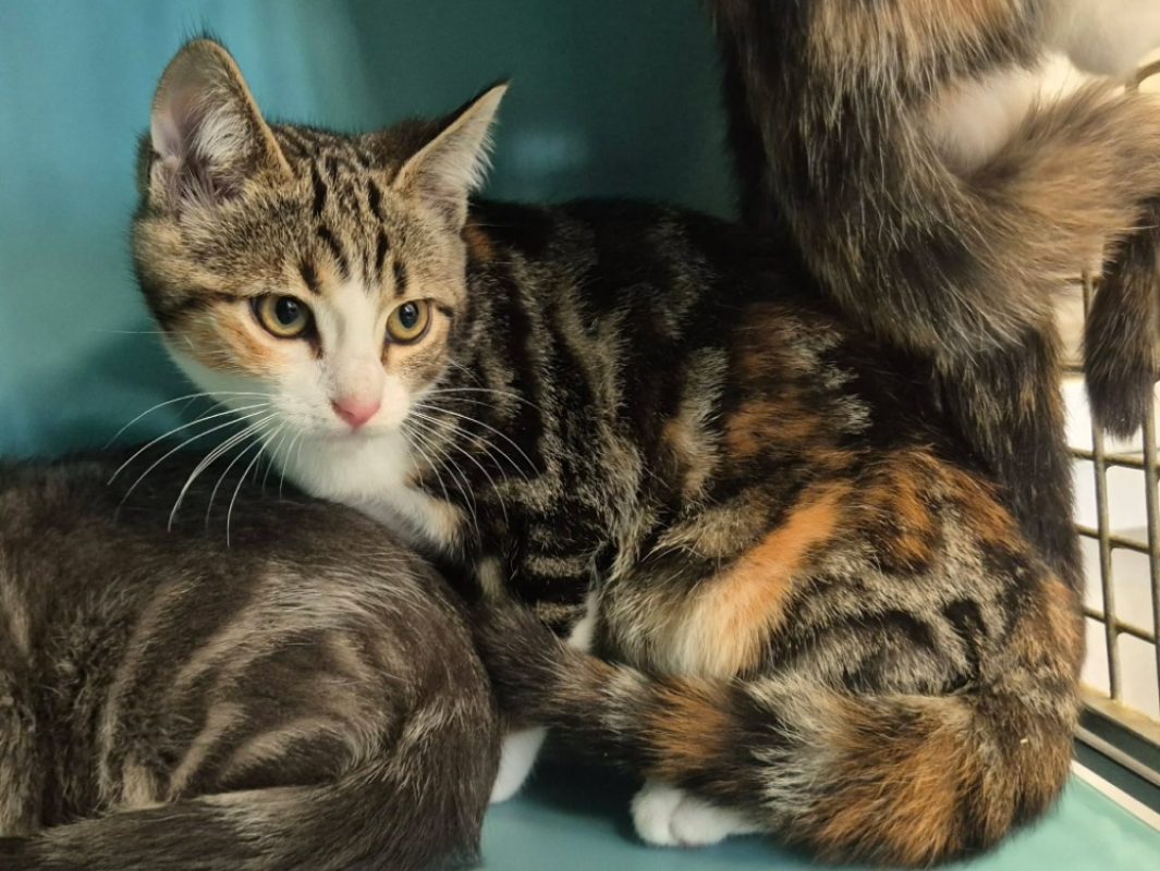 Akliouche - Chat Européen à adopter