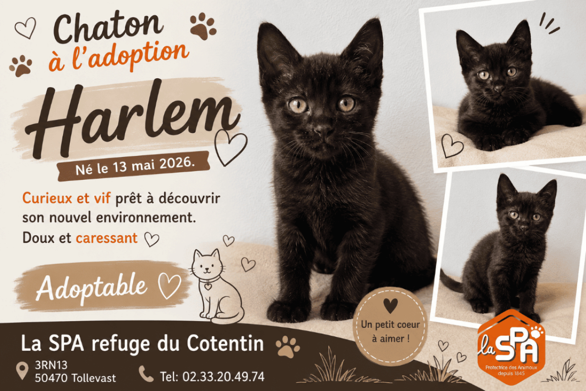 Photo de Harlem