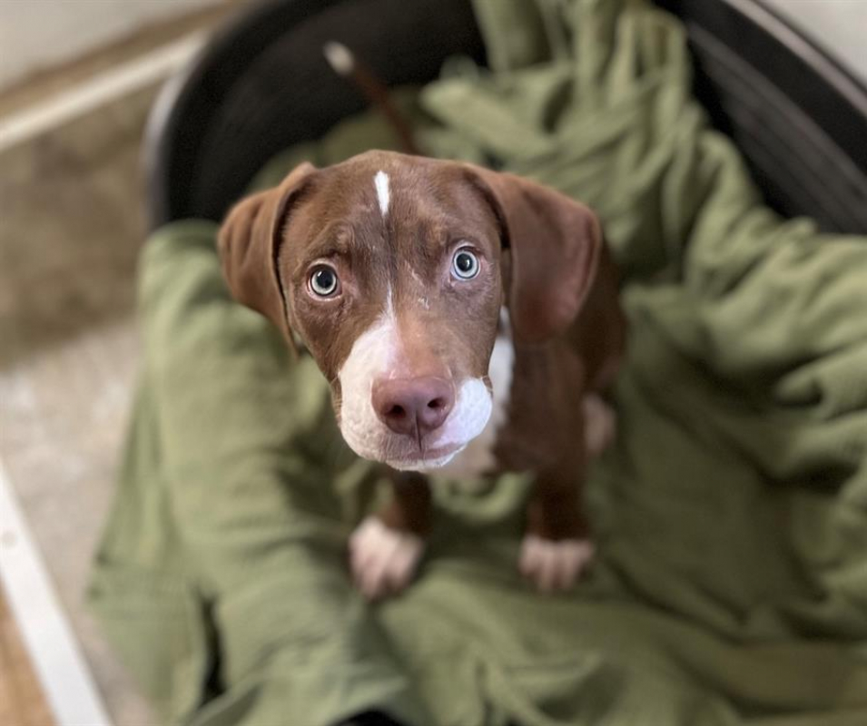 Photo de Dumbo