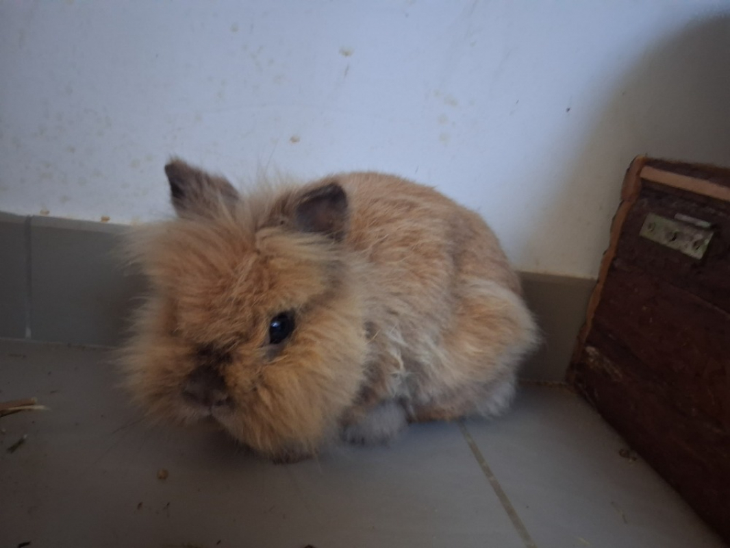 Photo #3 de Cookie