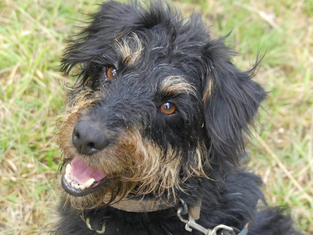 Salem - Chien à adopter