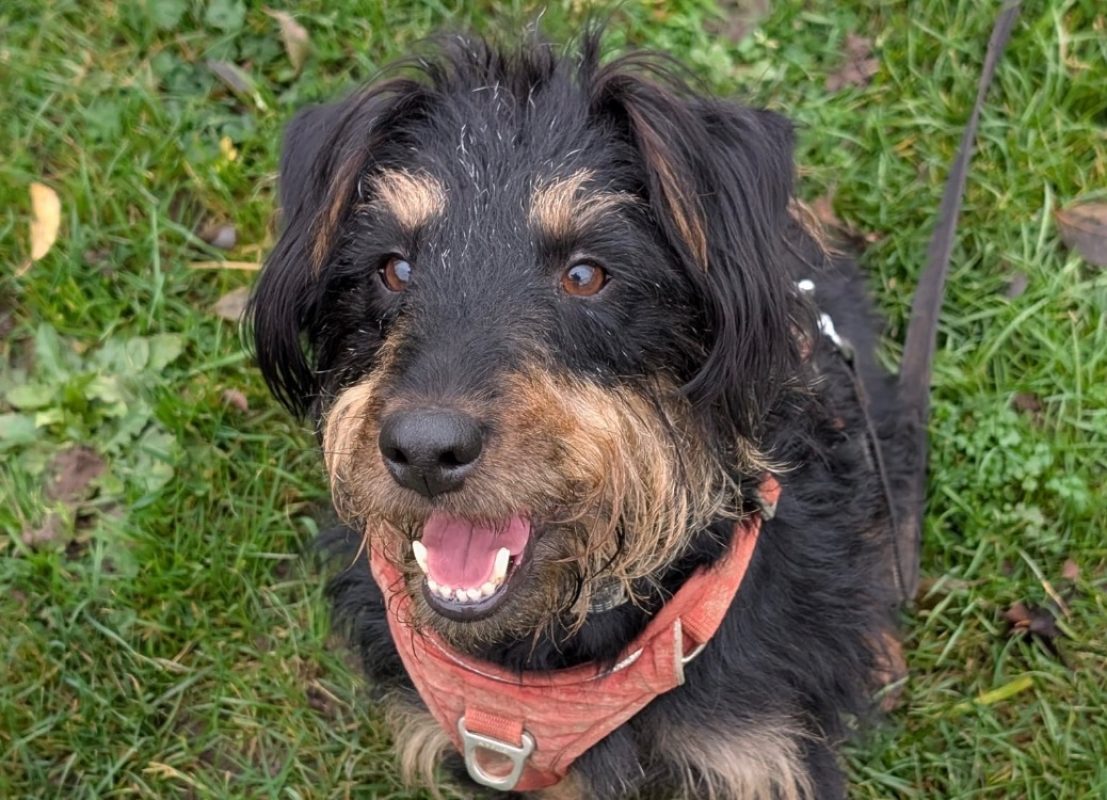 Salem - Chien à adopter - photo 2