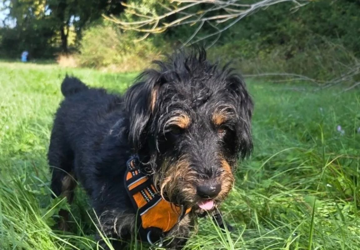 Salem - Chien à adopter - photo 3