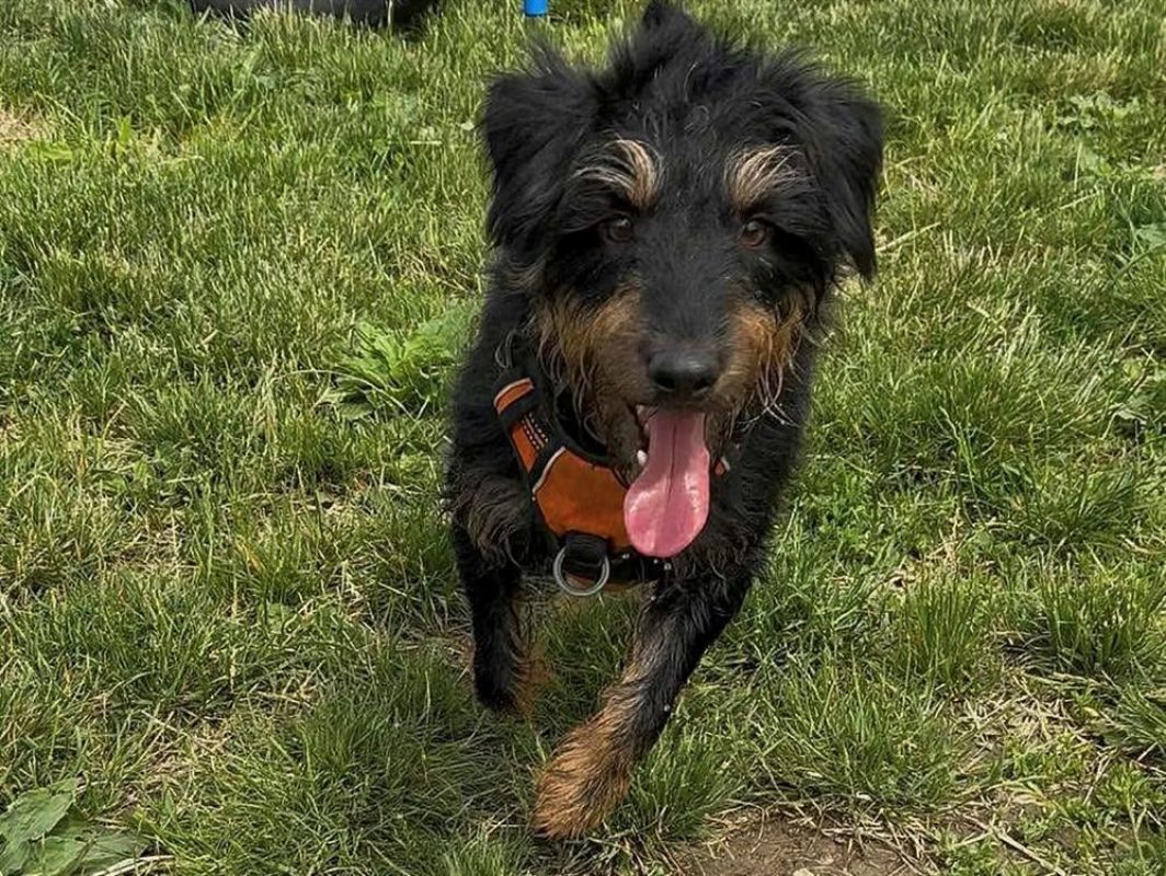 Salem - Chien à adopter - photo 10
