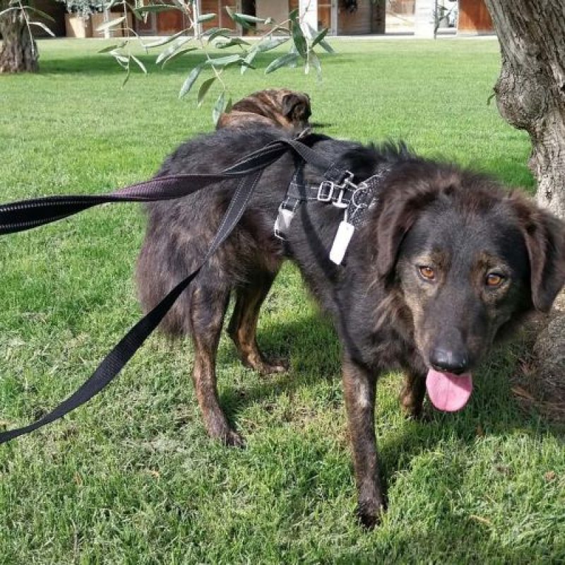 JUMBILO - Chien à adopter