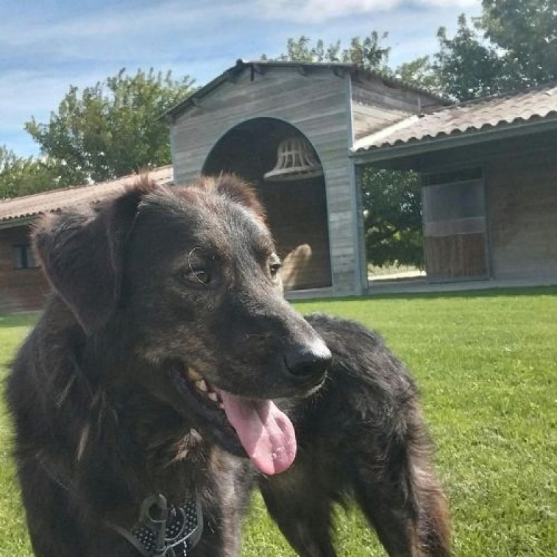JUMBILO - Chien à adopter - photo 2