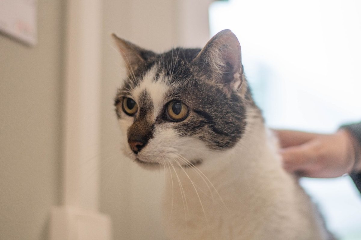 Nestor - Chat Européen à adopter