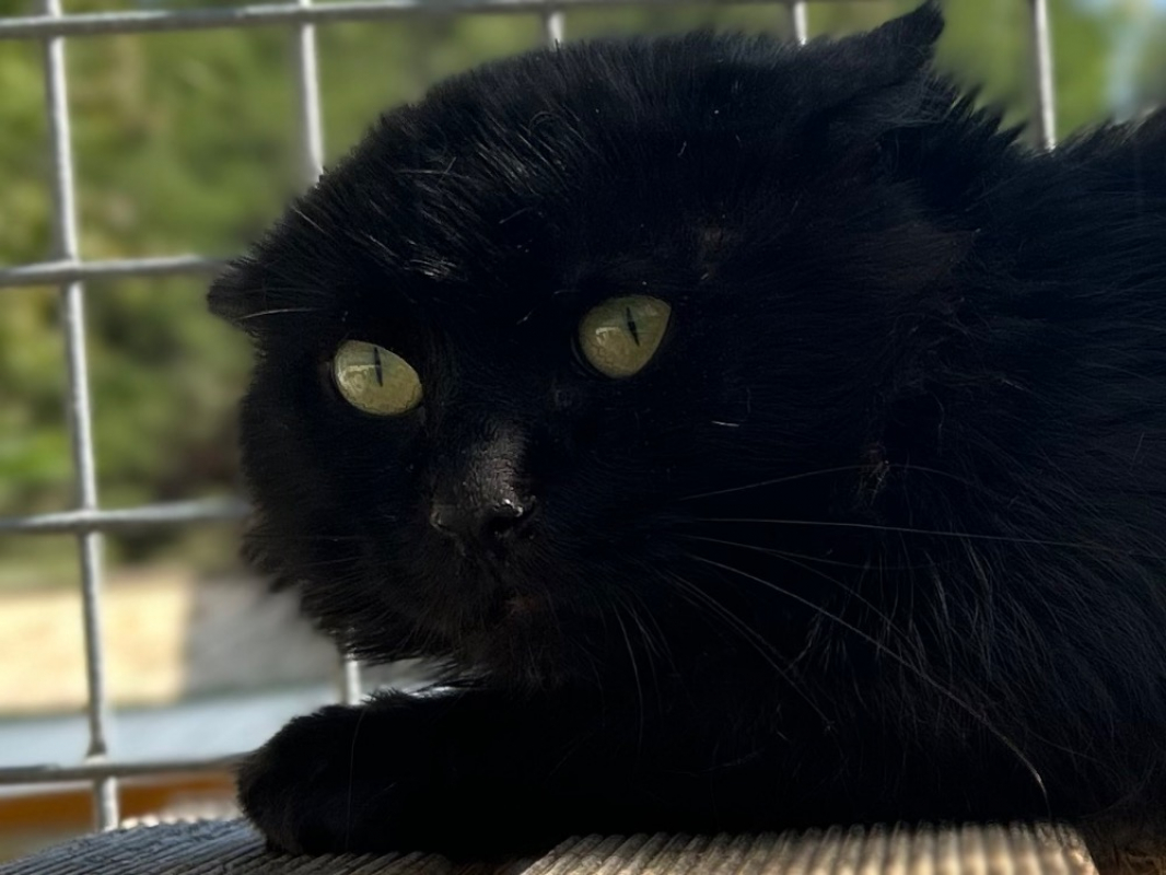 Photo #1 de Moncheri