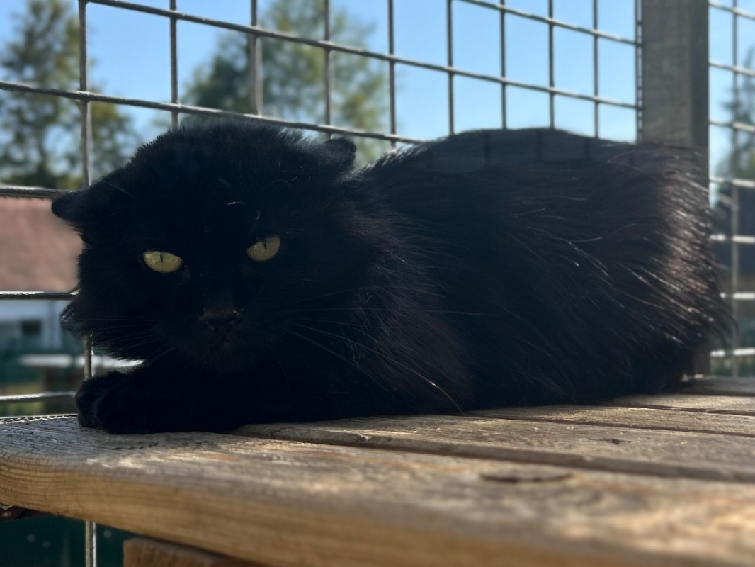 Photo #2 de Moncheri