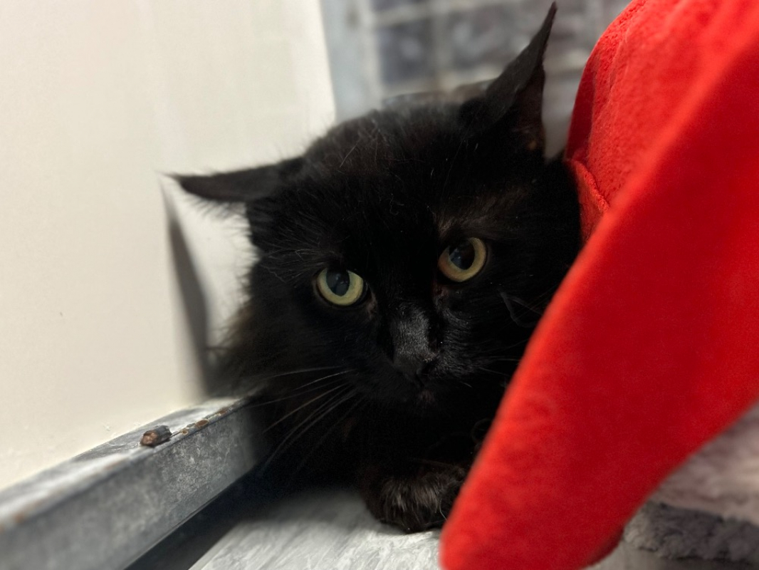 Photo #2 de Moncheri