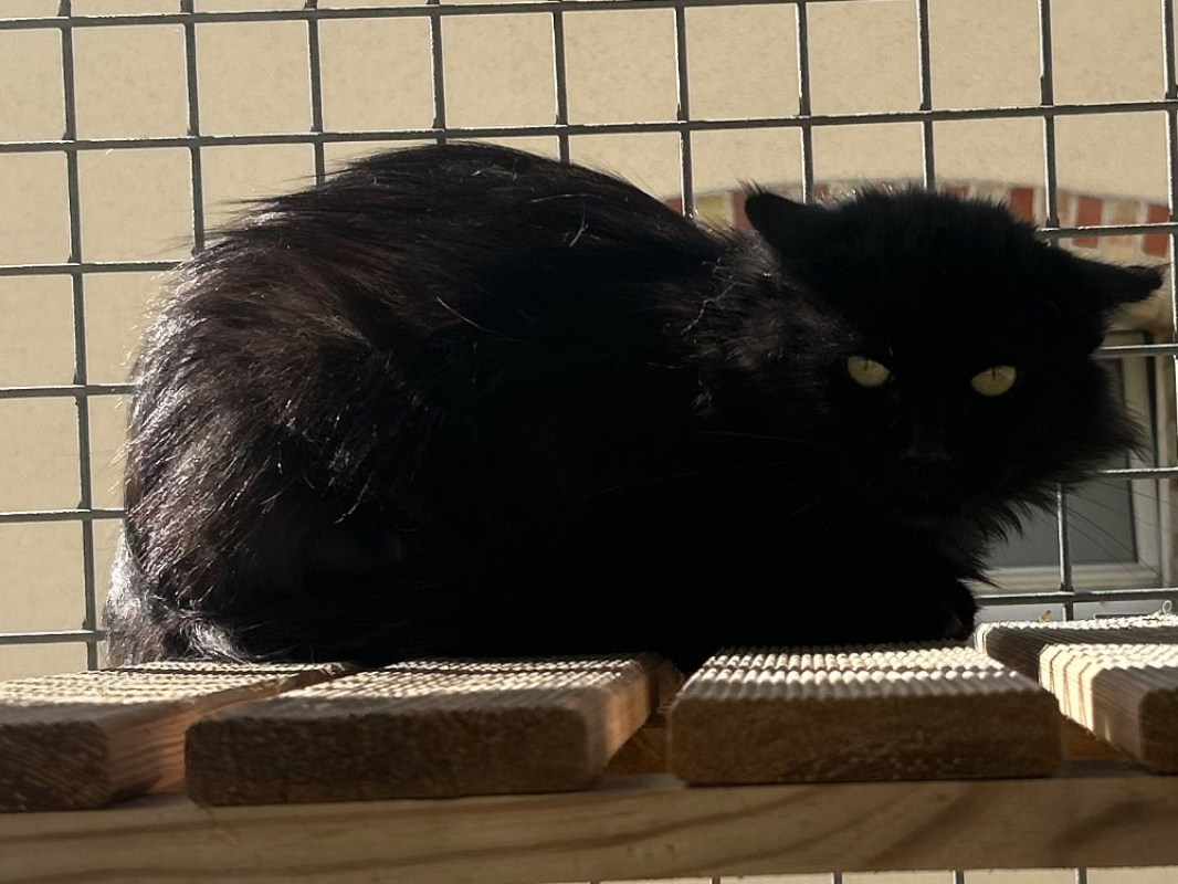 Photo #3 de Moncheri