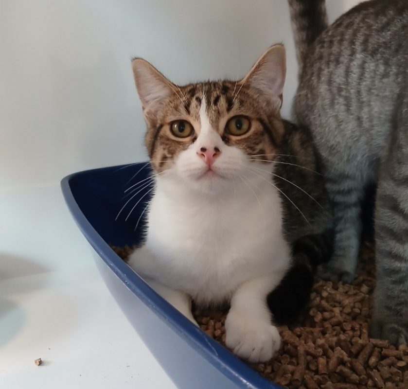 Nuage - Chat Européen à adopter