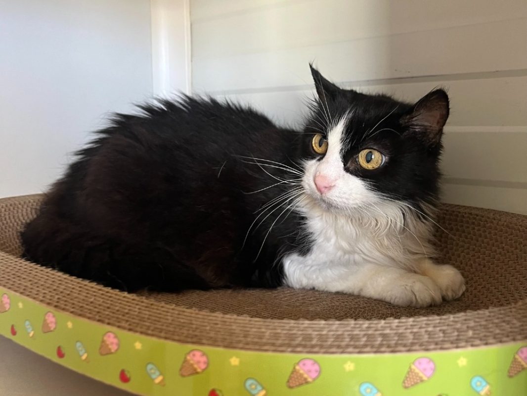 Daï daï - Chat Européen à adopter