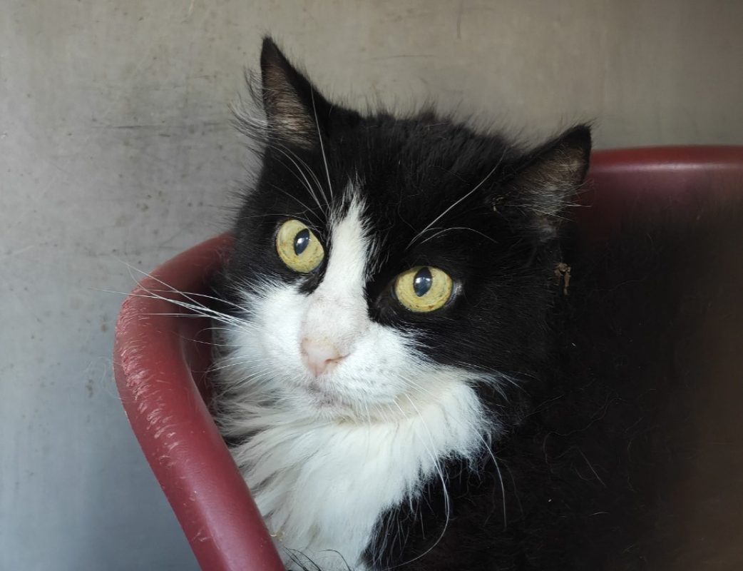 Daï daï - Chat Européen à adopter - photo 2