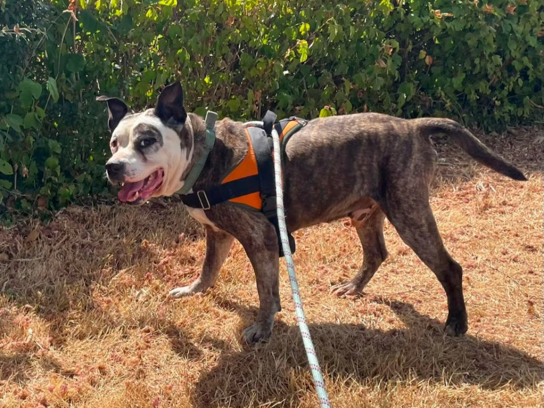 Zorro - Chien à adopter