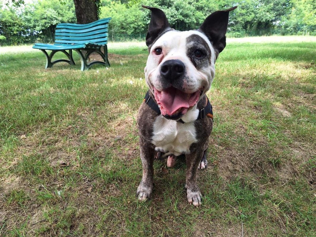 Zorro - Chien à adopter - photo 4