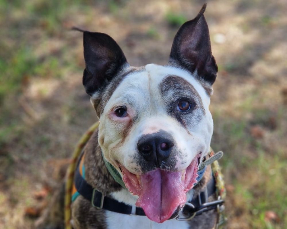 Zorro - Chien à adopter