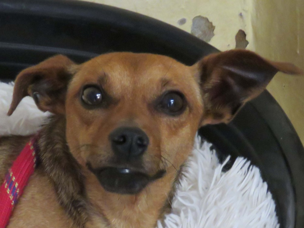 Photo #1 de Meridius