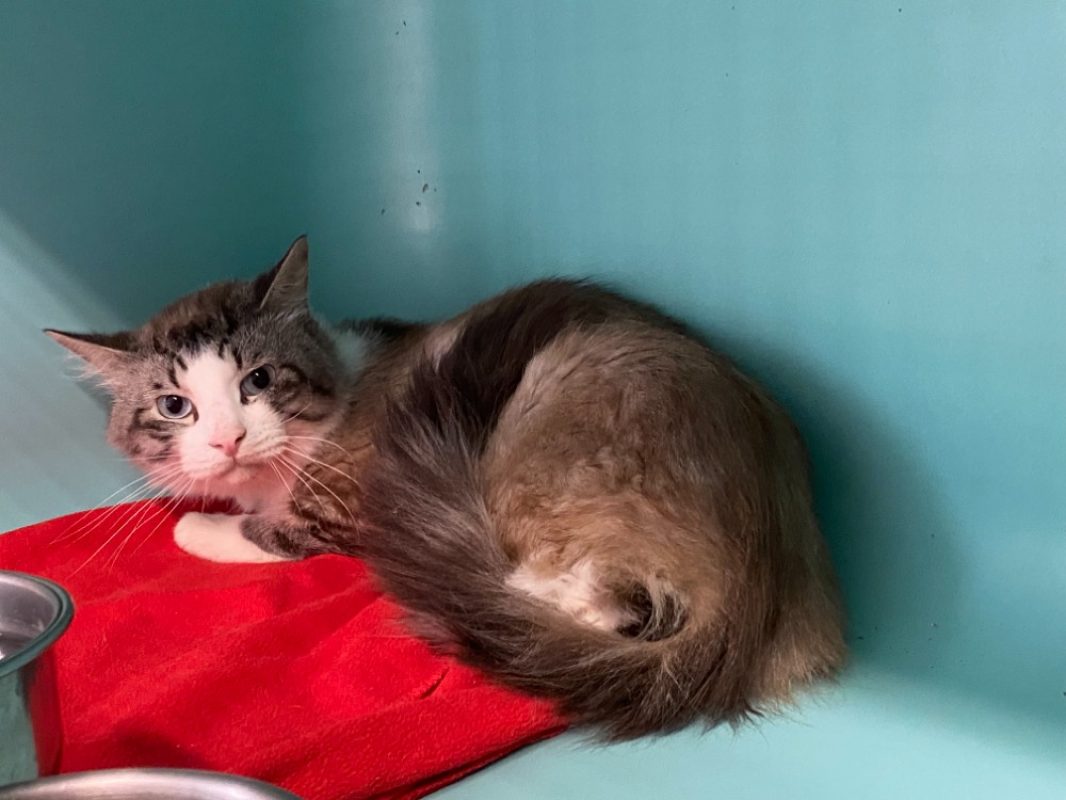 Anthony - Chat Européen à adopter