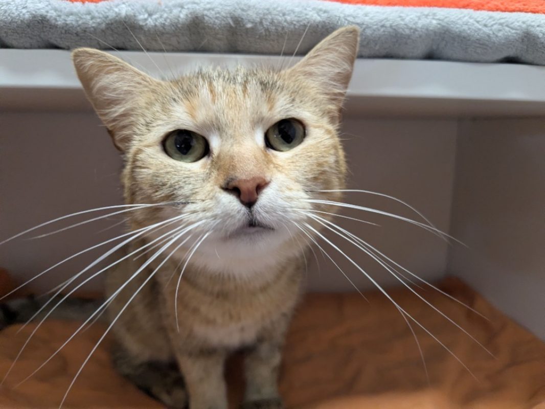 Poupou - Chat Européen à adopter