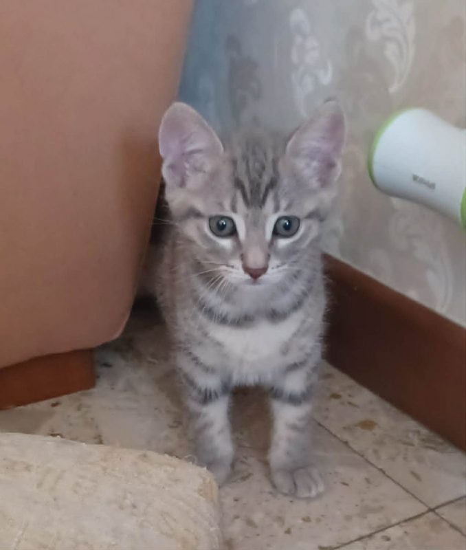 SPEEDY - Chat à adopter