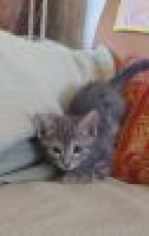 Photo de CALIN