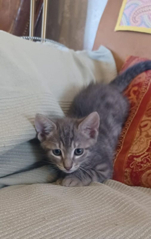 CALIN - Chat à adopter