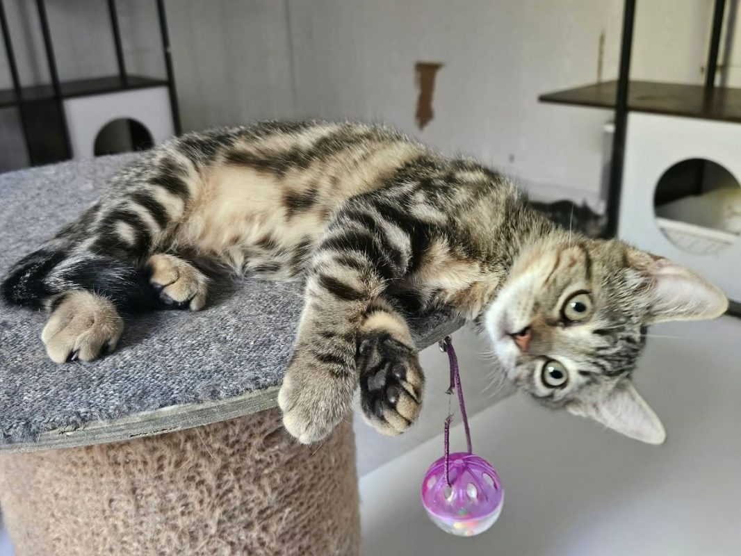 BAIA - Chat à adopter
